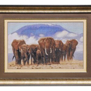 Elephants CSI(A)2006